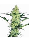 WHITE LABEL - White Diesel - 1