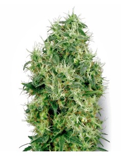 WHITE LABEL - White Gold - 1