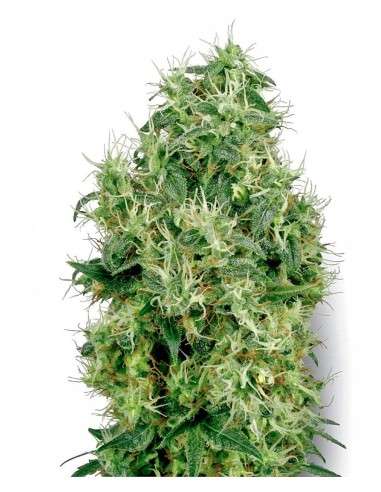 WHITE LABEL - White Gold - 1
