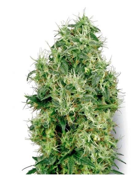 WHITE LABEL - White Gold - 1