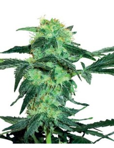 WHITE LABEL - White ICE - 1