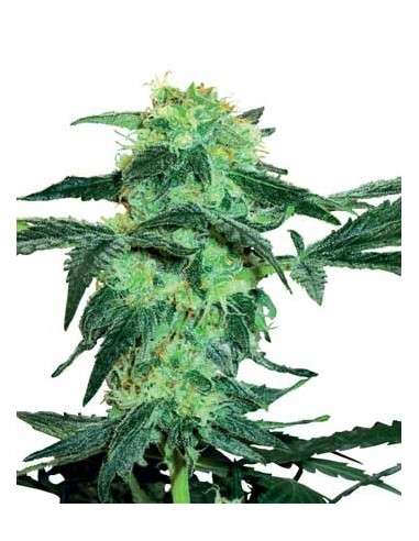 WHITE LABEL - White ICE - 1