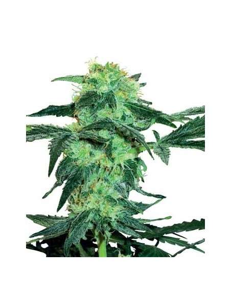 WHITE LABEL - White ICE - 1