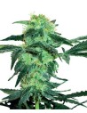 WHITE LABEL - White ICE - 1