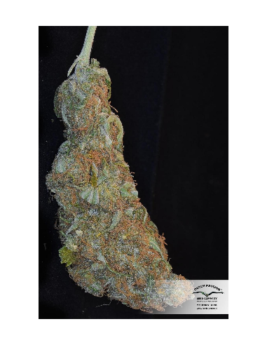 DUTCH PASSION - Freddy’s Best - 13