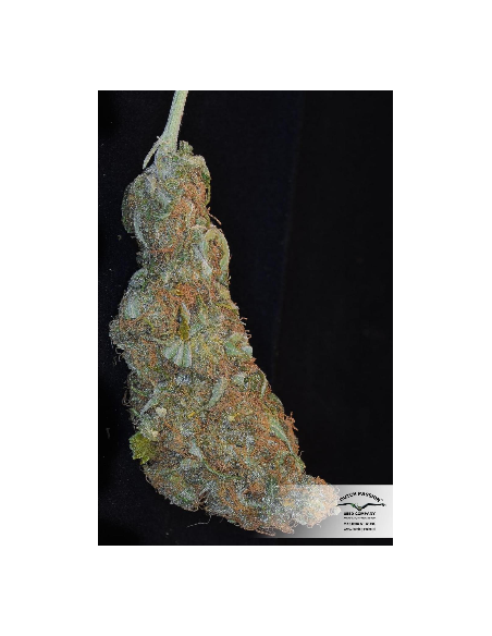 DUTCH PASSION - Freddy’s Best - 13