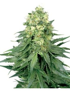 WHITE LABEL - White Widow - 1