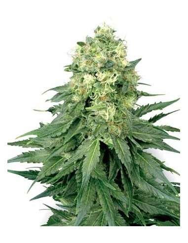 WHITE LABEL - White Widow - 1