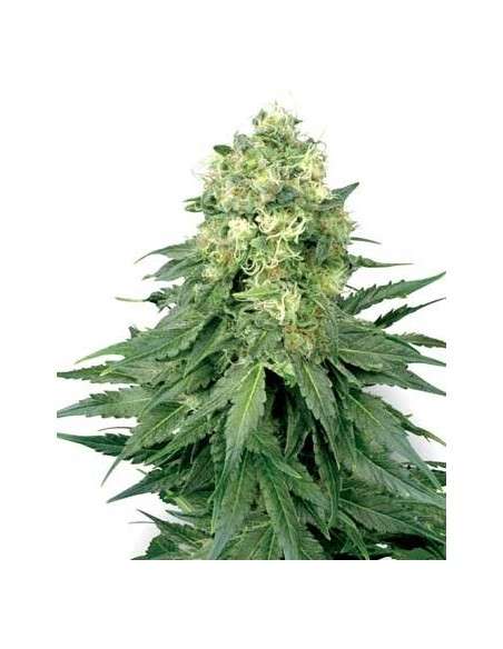 WHITE LABEL - White Widow - 1