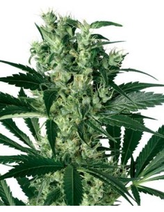 WHITE LABEL - X-Haze - 1