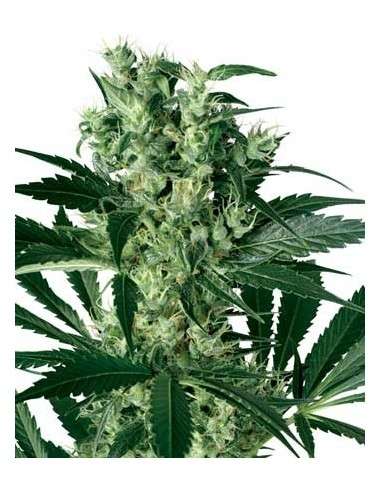 WHITE LABEL - X-Haze - 1