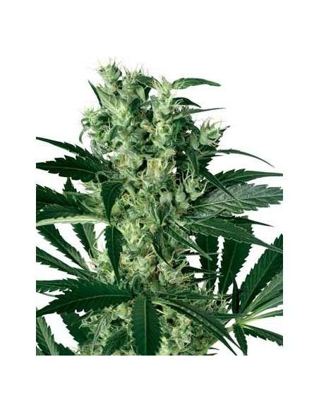 WHITE LABEL - X-Haze - 1