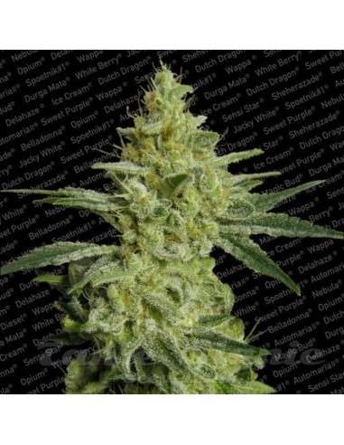 PARADISE SEEDS - AllKush - 1