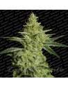 PARADISE SEEDS - AllKush - 1