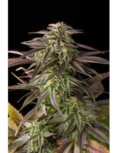 DINAFEM - Blue Cheese - 1