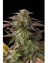 DINAFEM - Blue Cheese - 1