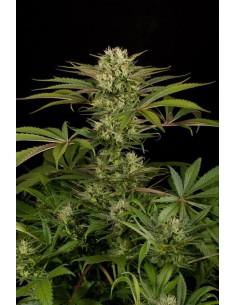 DINAFEM - Blue Cheese - 1 2