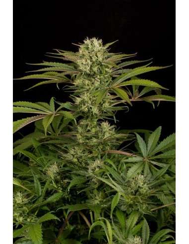 DINAFEM - Blue Cheese - 2
