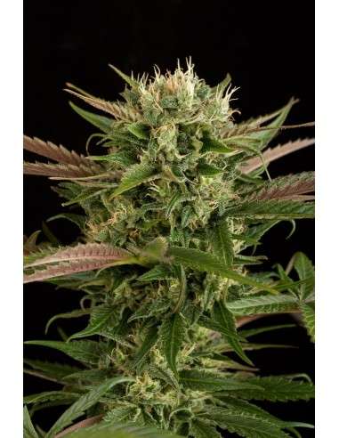 DINAFEM - Blue Cheese - 3