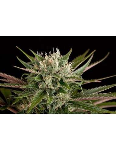 DINAFEM - Blue Cheese - 4