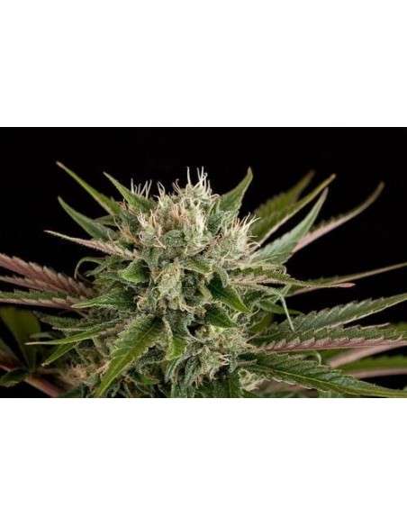 DINAFEM - Blue Cheese - 4