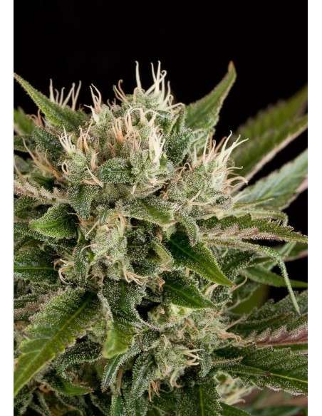 DINAFEM - Blue Cheese - 5