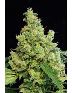 DINAFEM - Blue Hash - 1