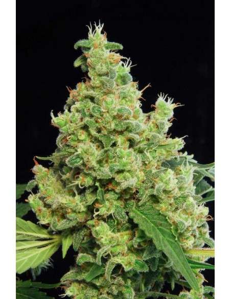 DINAFEM - Blue Hash - 1