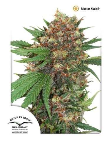 DUTCH PASSION - Master Kush - 1