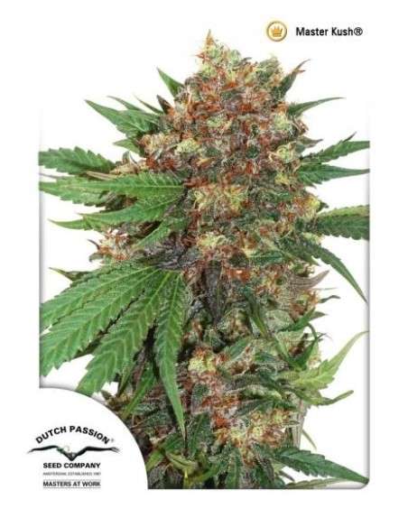 DUTCH PASSION - Master Kush - 1