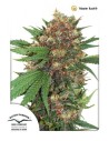 DUTCH PASSION - Master Kush - 1