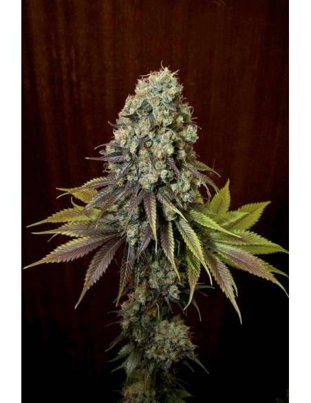 DINAFEM - Blue Hash - 2