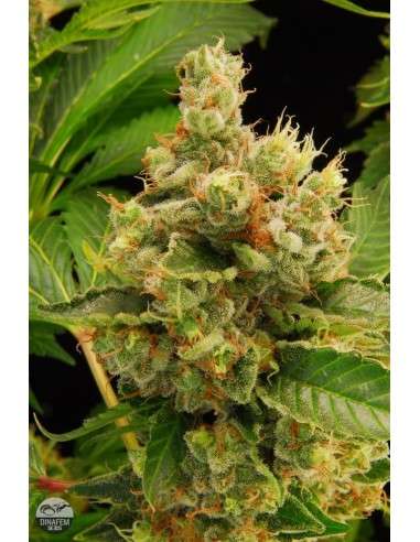 DINAFEM - Blue Hash - 3