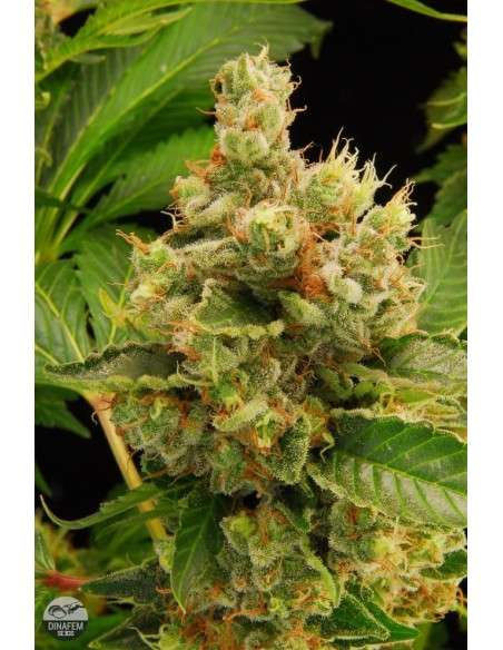 DINAFEM - Blue Hash - 3