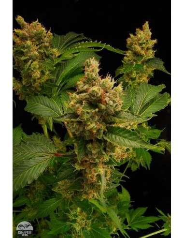 DINAFEM - Blue Hash - 4