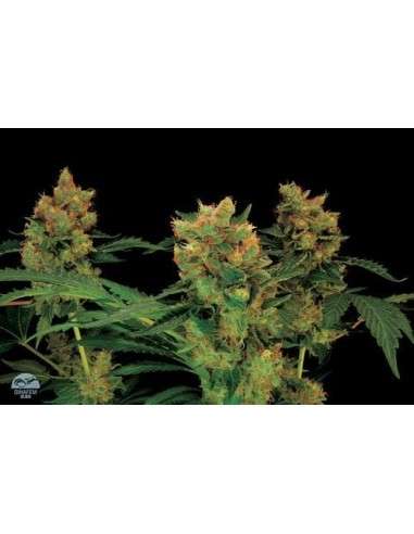 DINAFEM - Blue Hash - 5