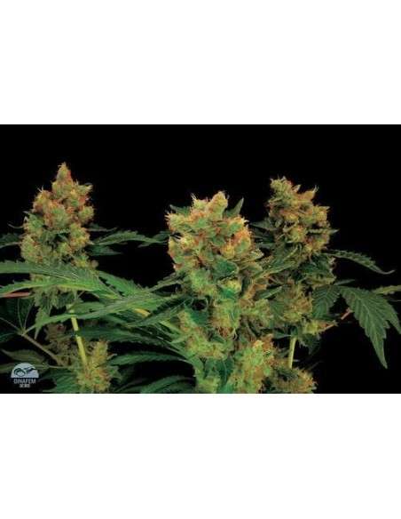 DINAFEM - Blue Hash - 5
