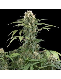 DINAFEM - Blue Thai - 1
