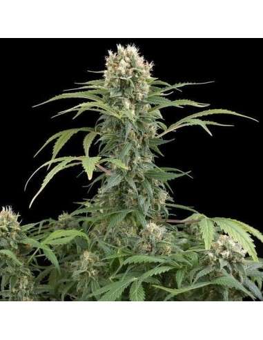 DINAFEM - Blue Thai - 1