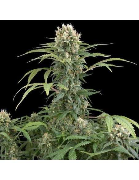 DINAFEM - Blue Thai - 1