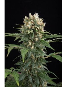 DINAFEM - Blue Thai - 1 2