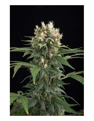 DINAFEM - Blue Thai - 2
