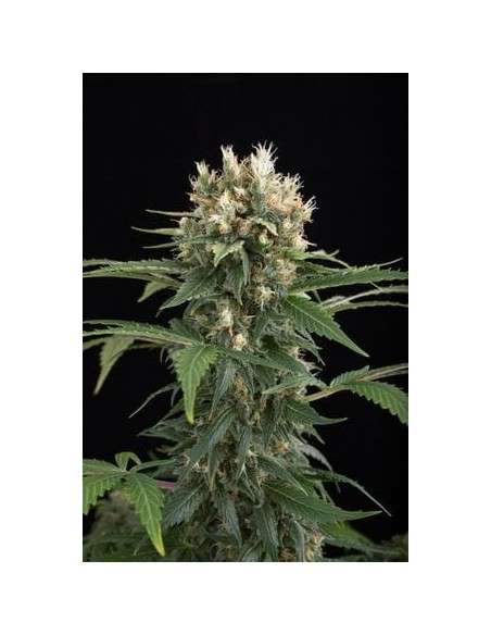 DINAFEM - Blue Thai - 2