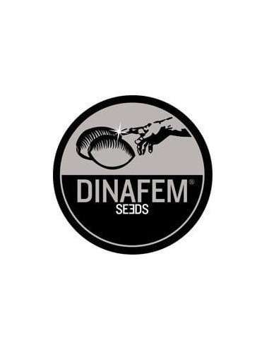 DINAFEM - Blue Thai - 3