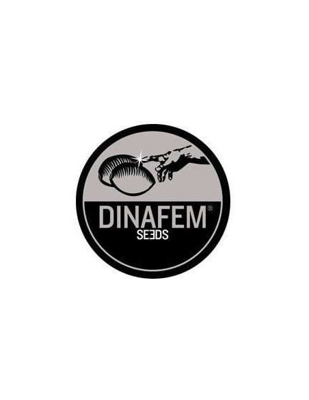 DINAFEM - Blue Thai - 3