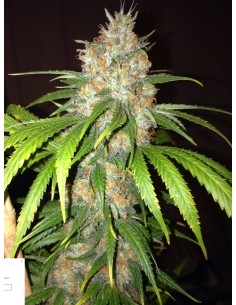 DINAFEM - Blue Widow - 1