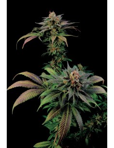 DINAFEM - Blue Widow - 1 2