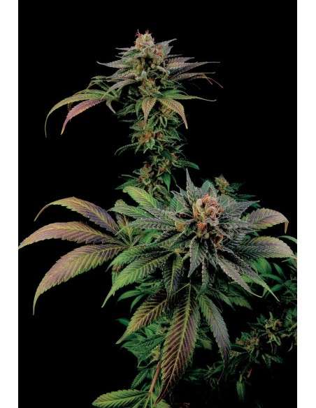 DINAFEM - Blue Widow - 2
