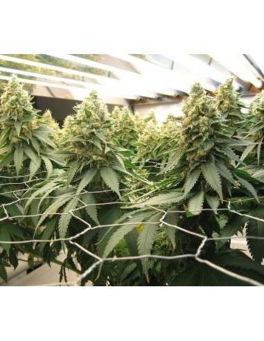 DINAFEM - Blue Widow - 3