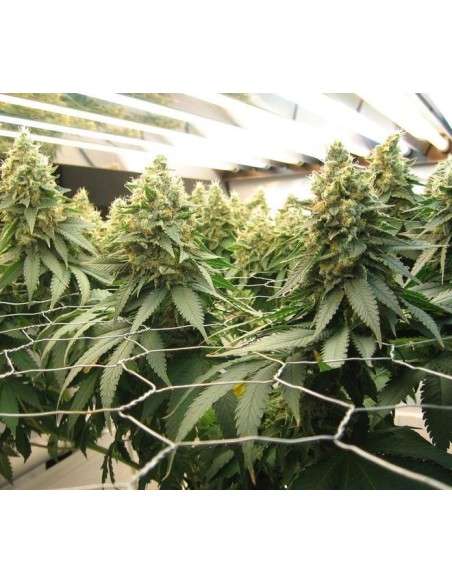 DINAFEM - Blue Widow - 3
